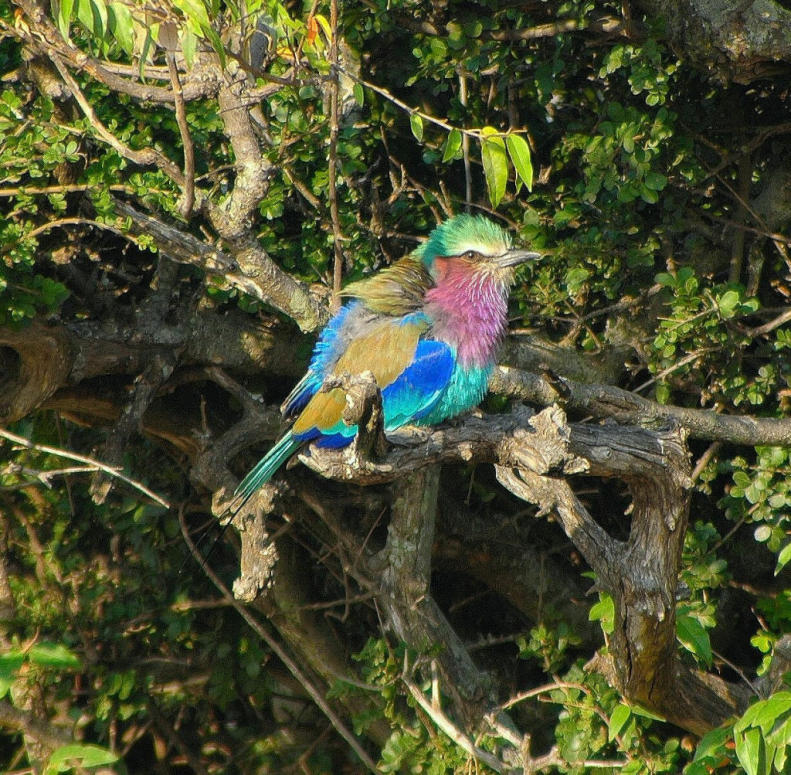 Gabelracke Massai Mara Kenya