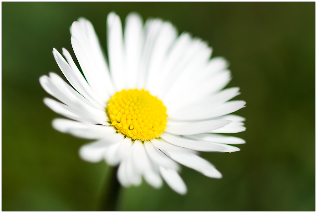 Gaensebluemchen