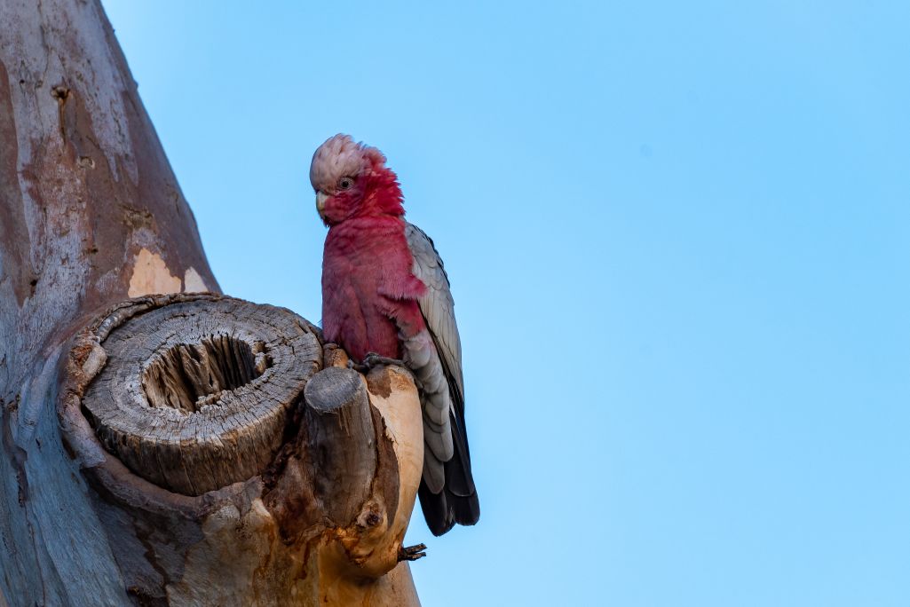 Galah