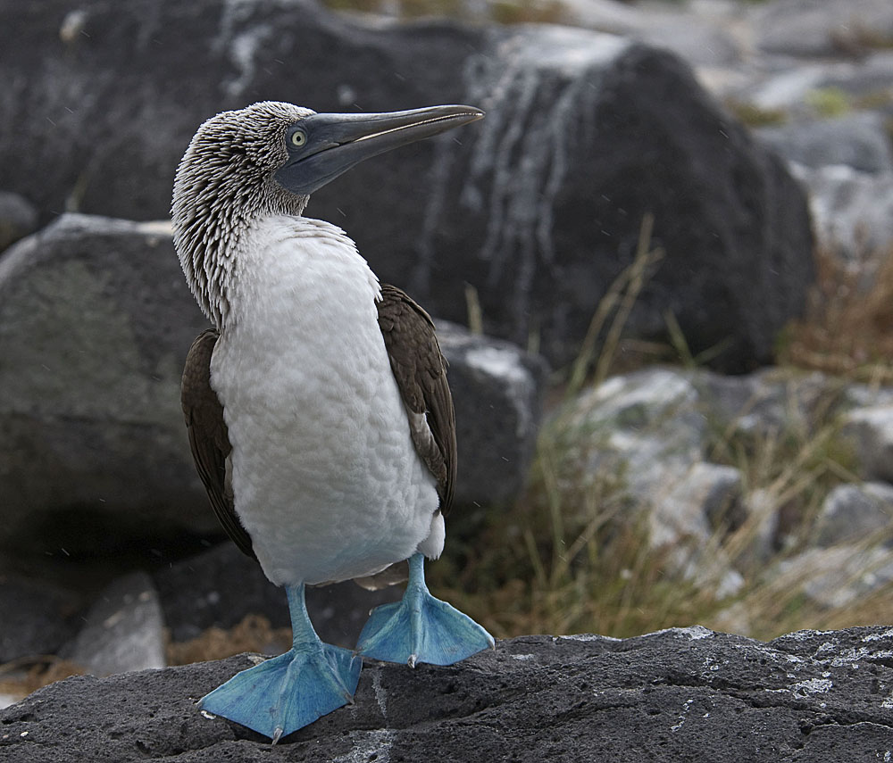 Galapagos Blaufußtölpel