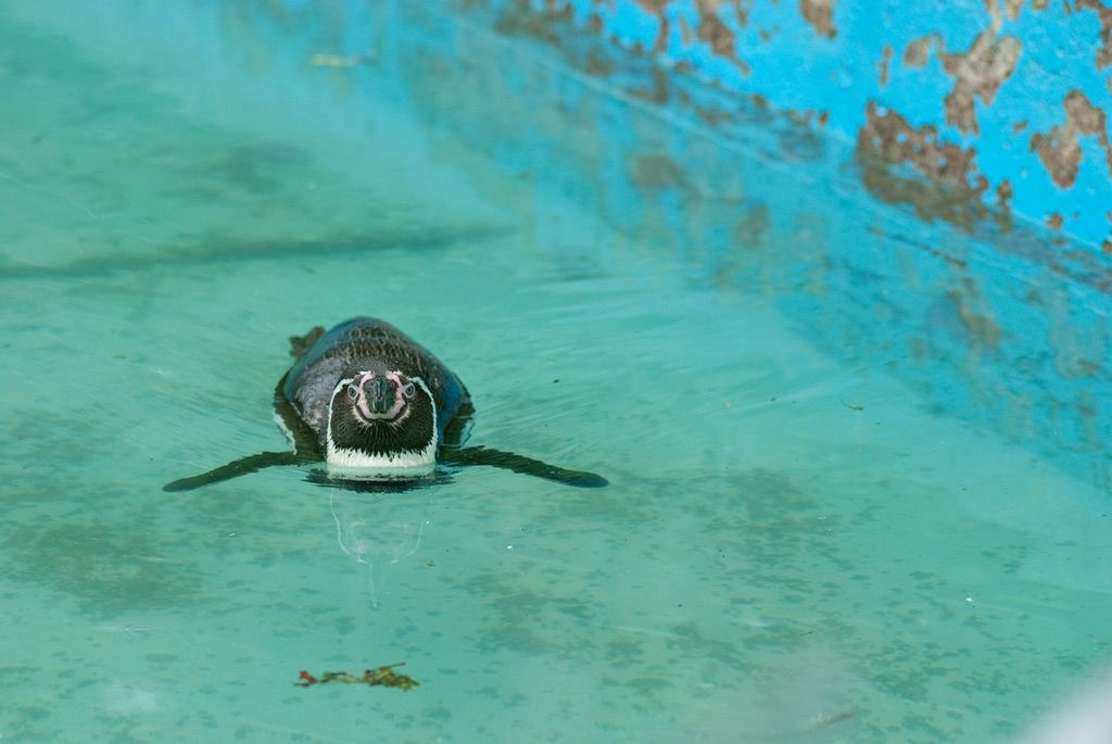 Galapagos Pinguin smiles