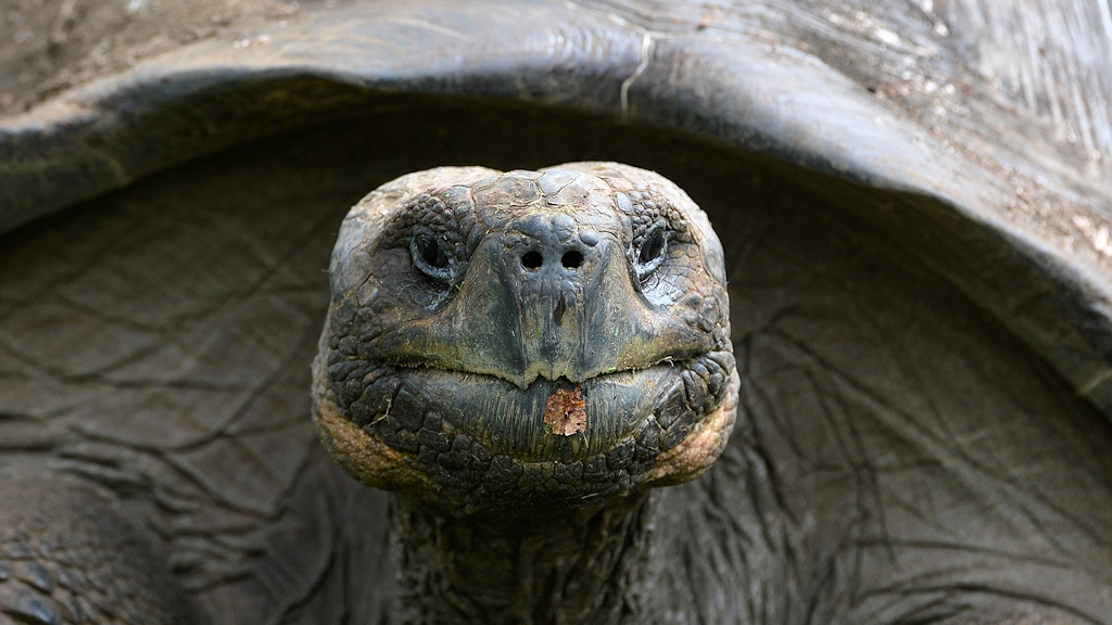Galapagos Riesenschildkröte
Santa Cruz, Galapagos
9017