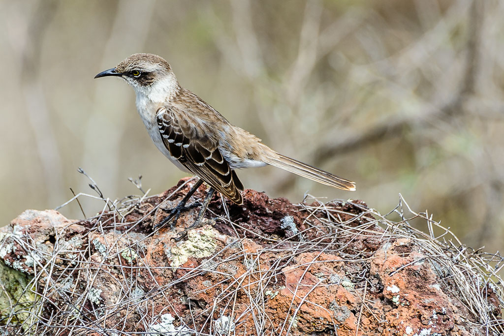 Galapagos Spottdrossel - Galapagos, Ecuador

Galapagos Mockingbird, Mimus parvulus
