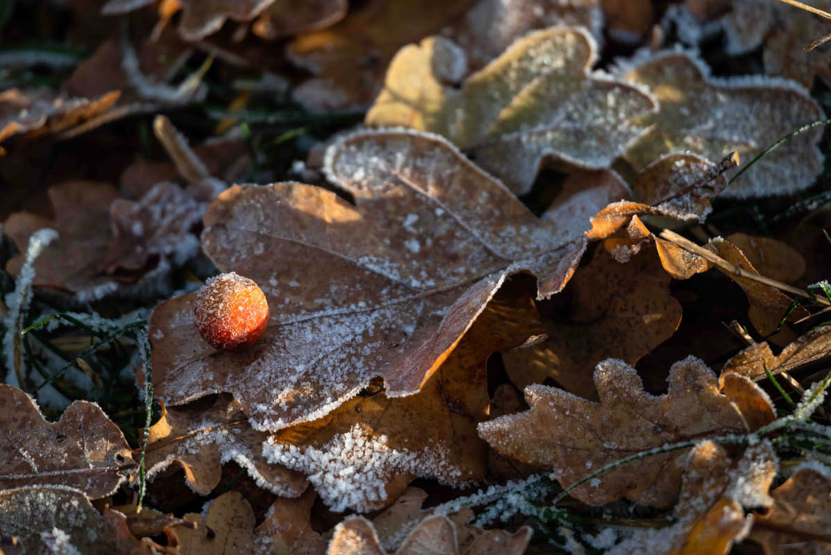 Gallapfel.jpg