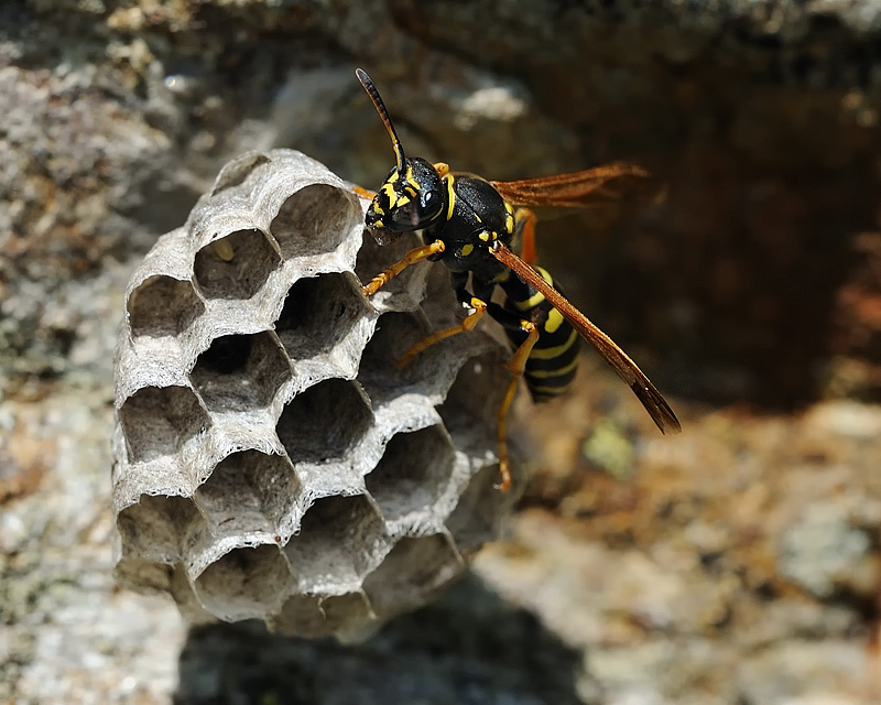 Gallische Feldwespe (Polistes dominula)
Wabenbau 1
Montafon