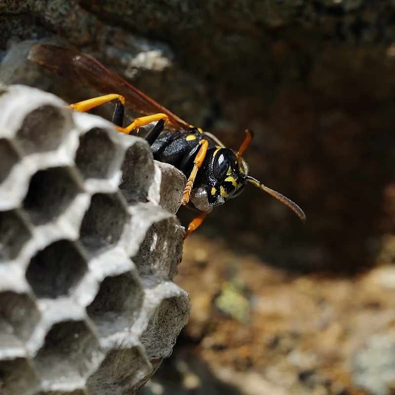 Gallische Feldwespe (Polistes dominula)
Wabenbau 5
Montafon