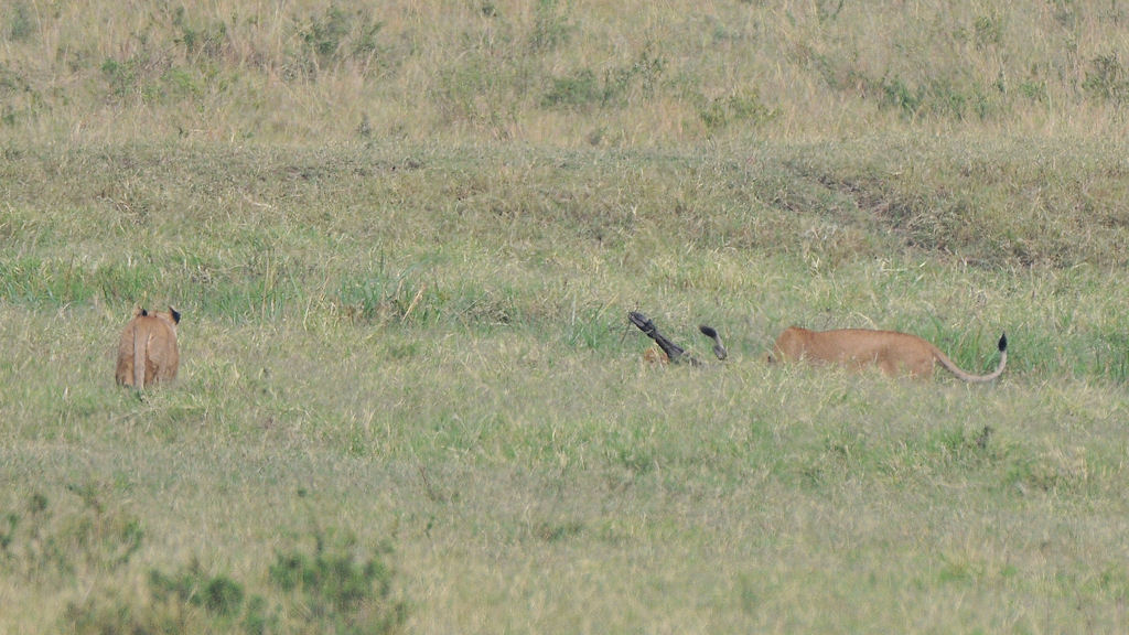 Game Over!
Mit Hilfe einer 2. Löwin wurde das Gnu getötet.
Es liegt in einen Graben.
Nur die Vorderläufe sind zu sehen.
Das große Fressen beginnt.
379