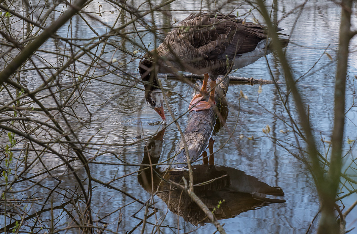 Gans 1 (1 von 1).jpg