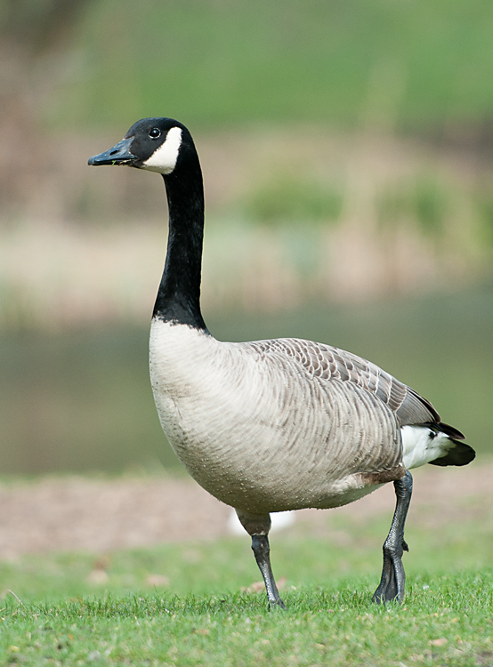 Gans 1