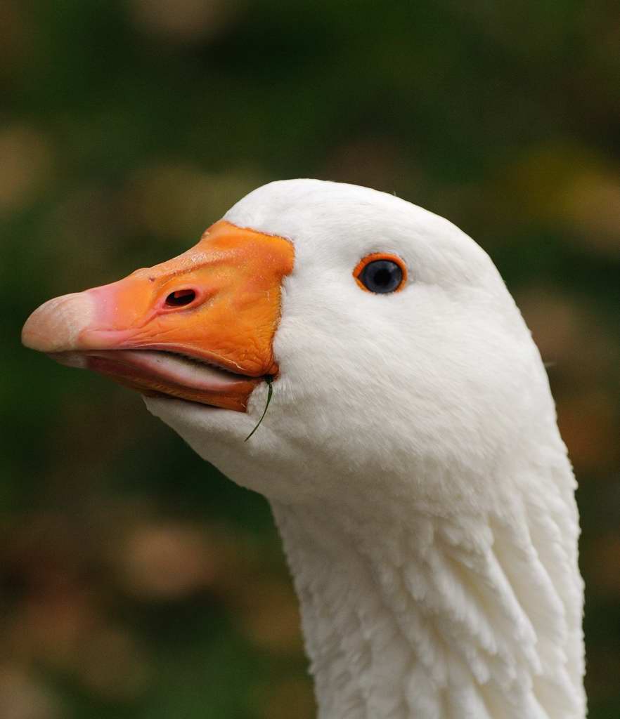 Gans 1