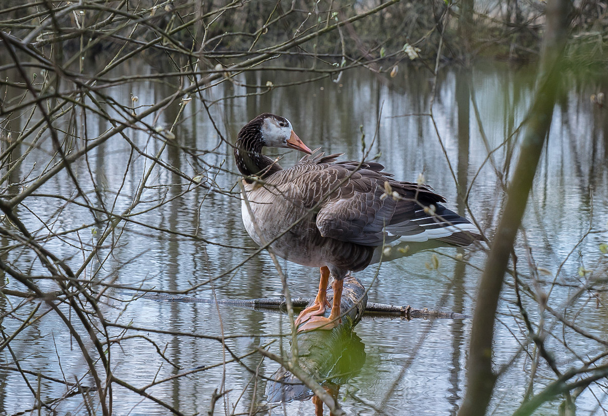 Gans 2 (1 von 1).jpg