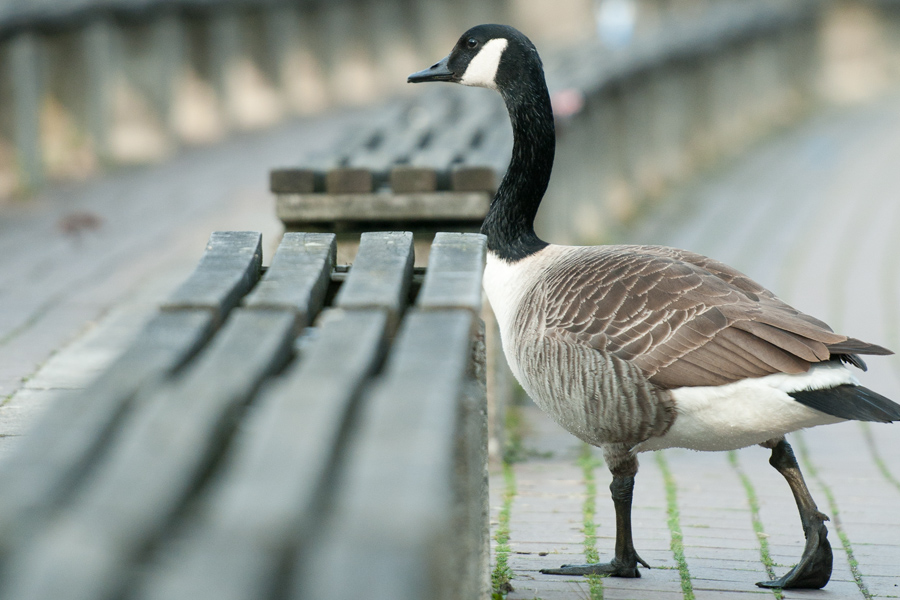 Gans 2