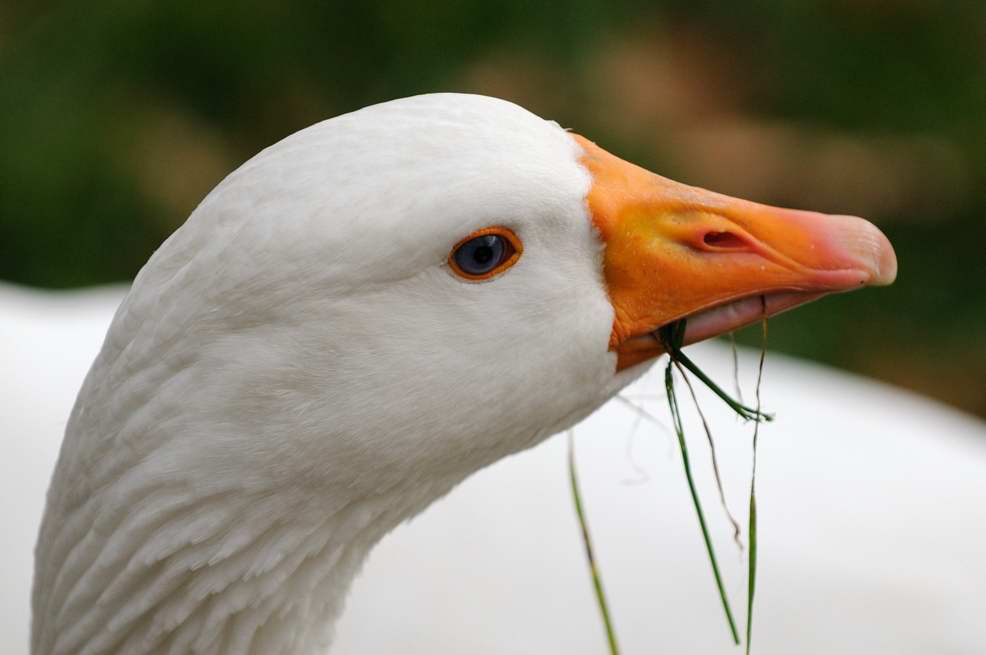 Gans 2