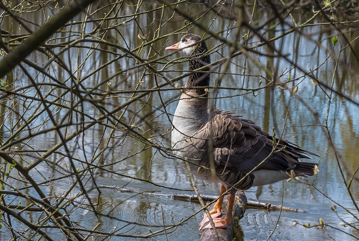 Gans 3 (1 von 1).jpg