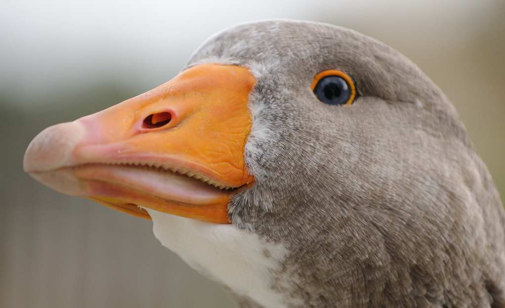 Gans 3