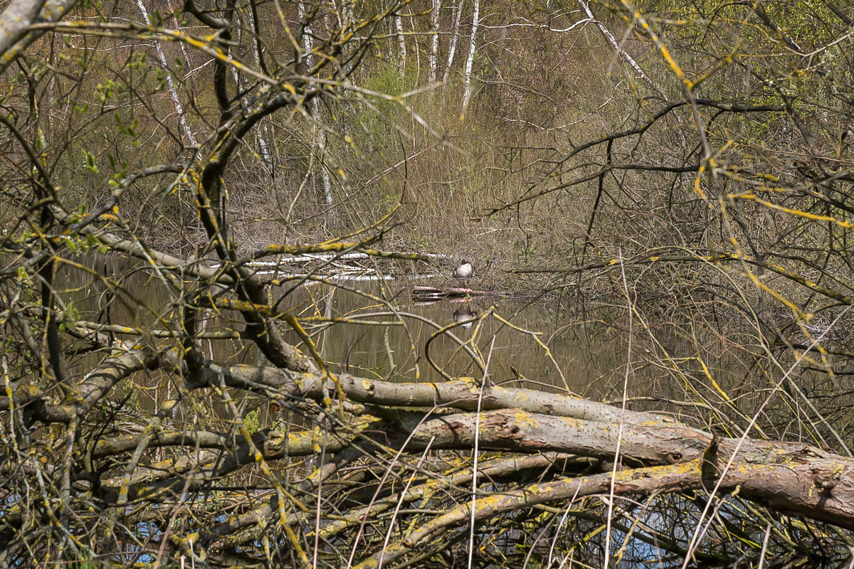 Gans 4 (1 von 1).jpg