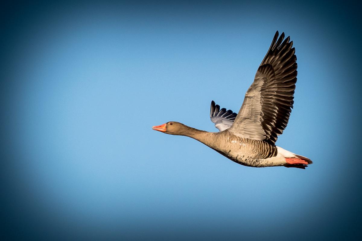 Gans im Flug