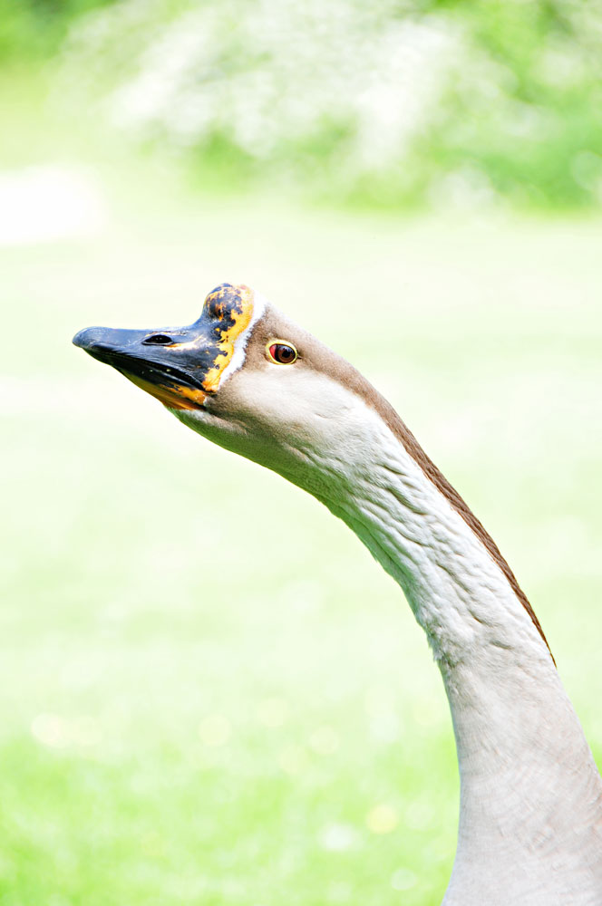 Gans