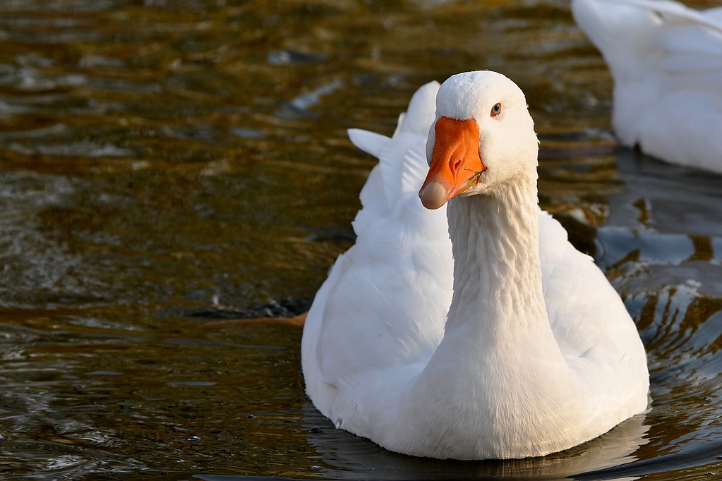 Gans