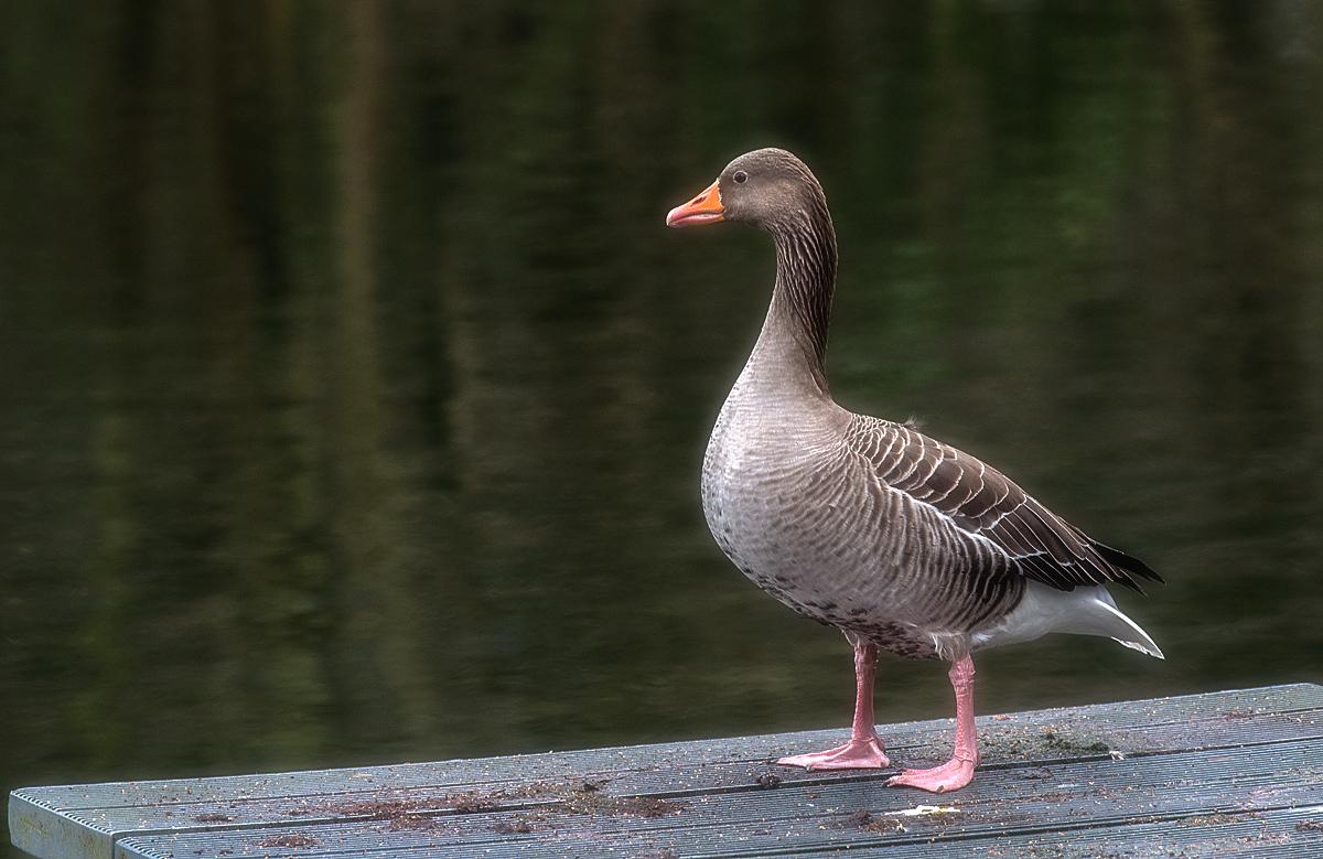 Gans