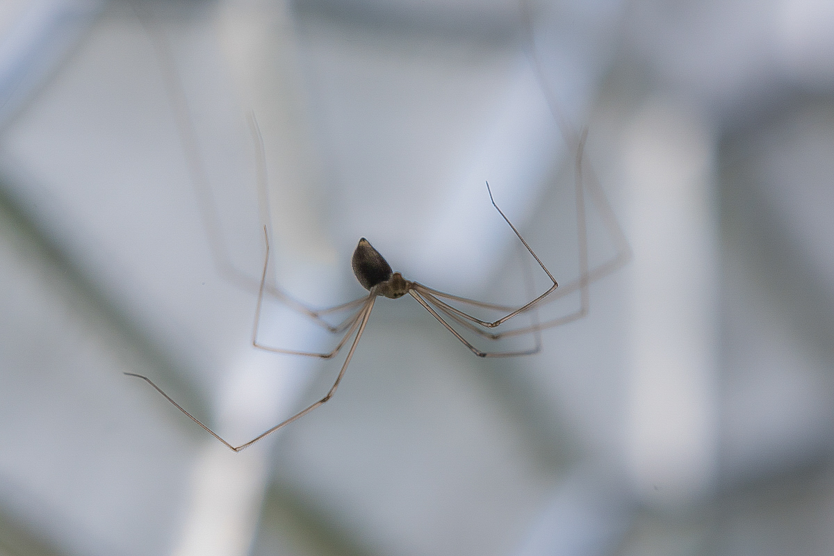 Garagenspinne (1 von 1).JPG