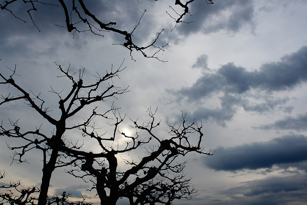 gardalake trees