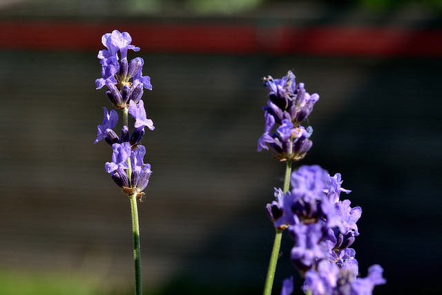 Garten 2 2015