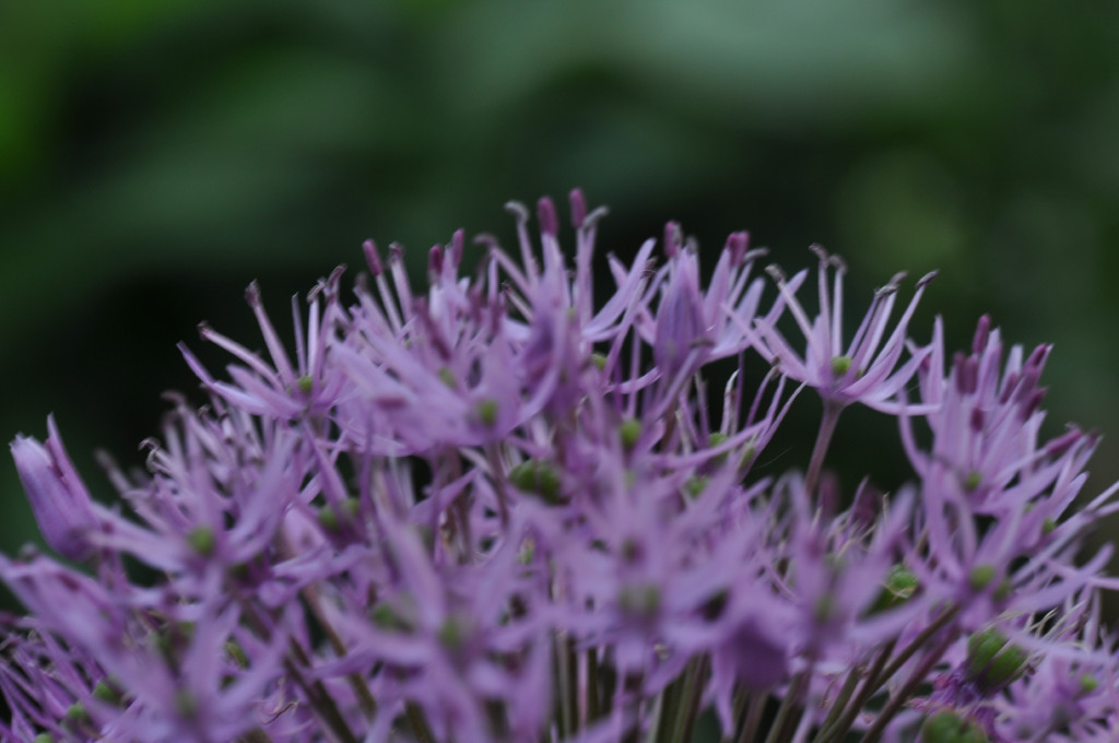 Garten  20110515 1017