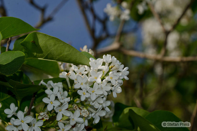 Garten 3 2015