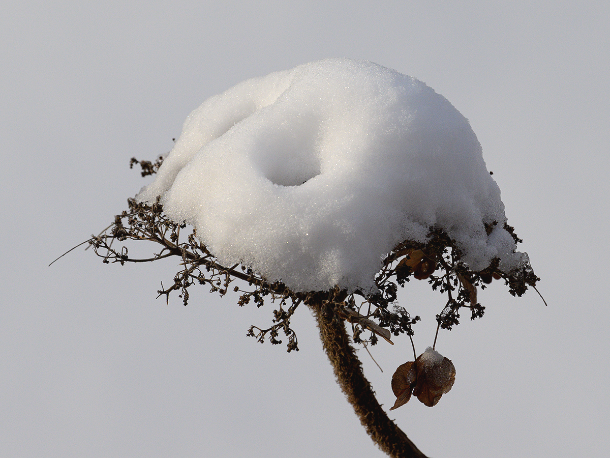 Garten.jpg