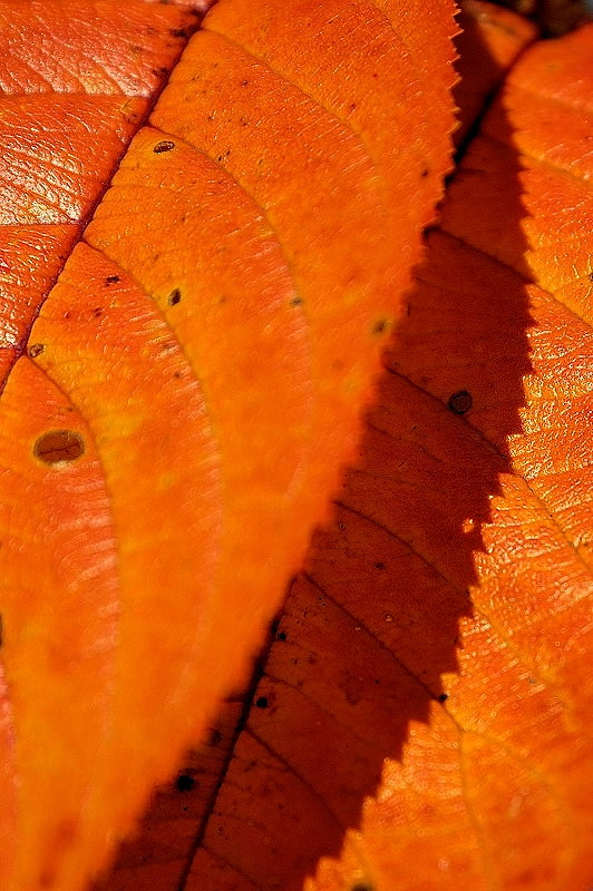 gartenblatt02