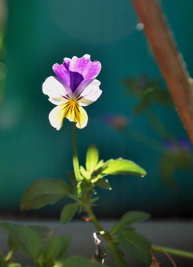 Gartenblume