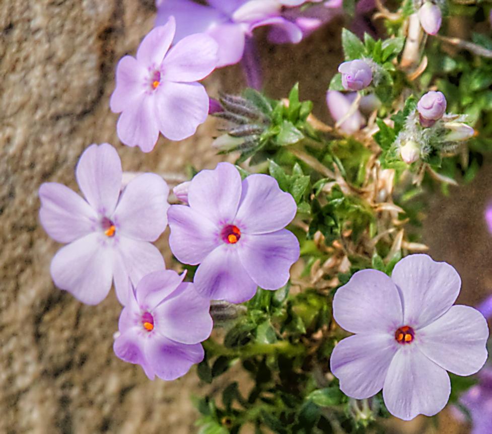 Gartenblumen an der Mauer
