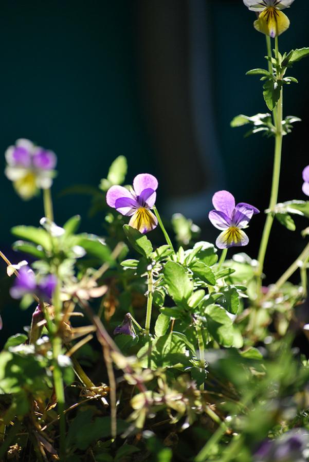 Gartenblumen