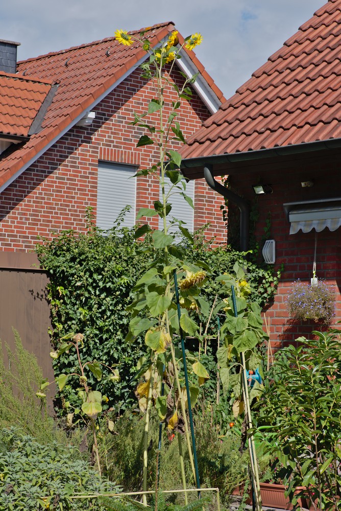 gartenDSC_0039.jpg