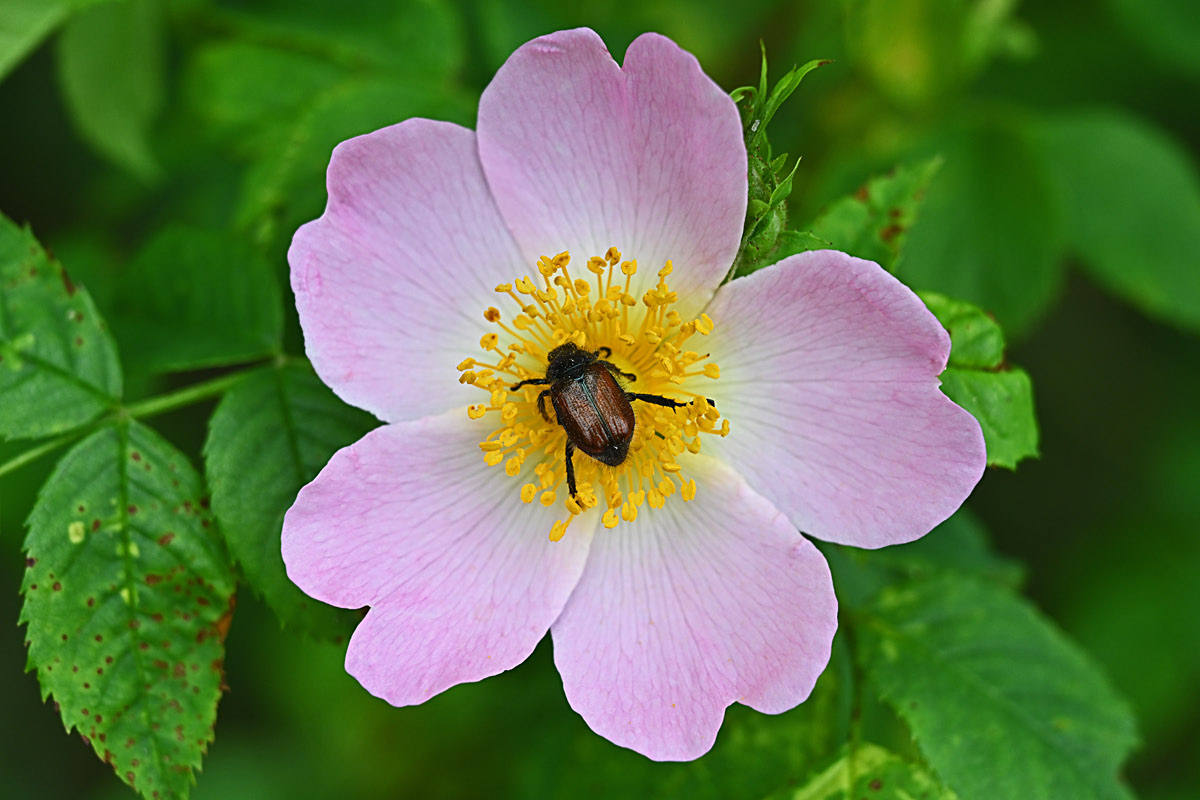 Gartenlaubkäfer u. Hundsrose.jpg