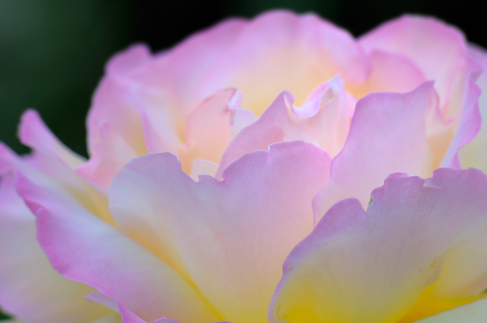 Gartenrose