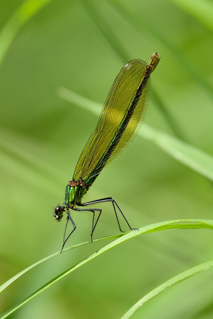 Gebänderte Prachtlibelle w 3 062014