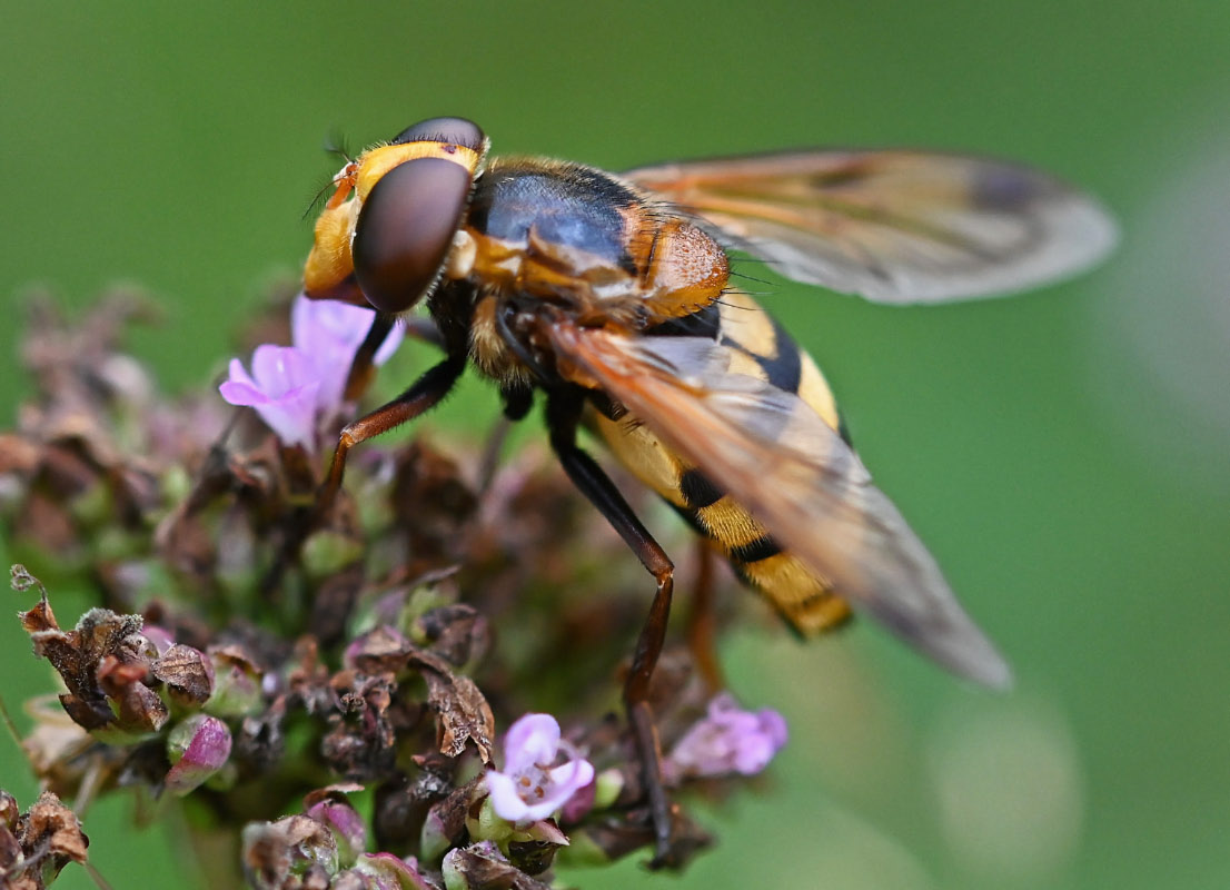 Gebänderte Waldschwebfliege.jpg