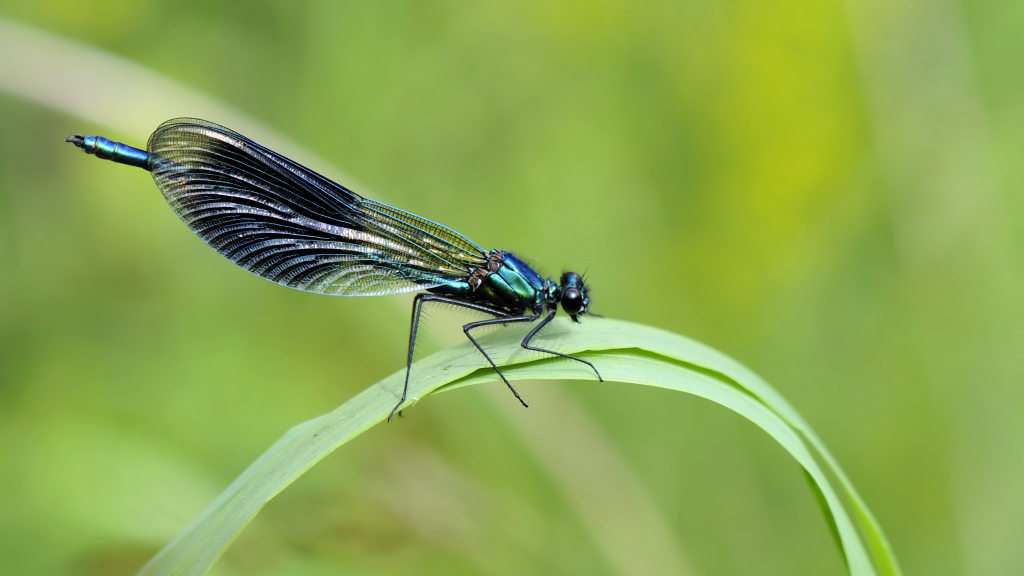Geb Prachtlibelle  1