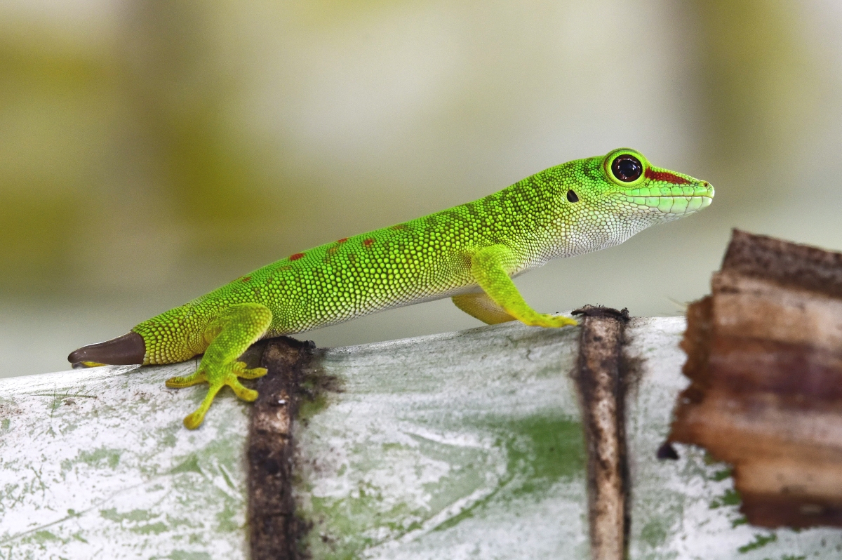 Gecko II.jpg