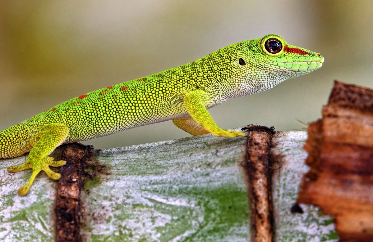 Gecko.jpg