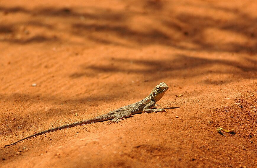 Gecko Tsavo West NP