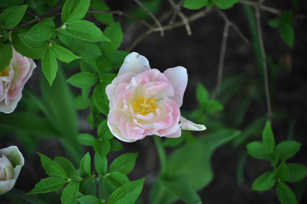 gefüllte rosa Tulpe
