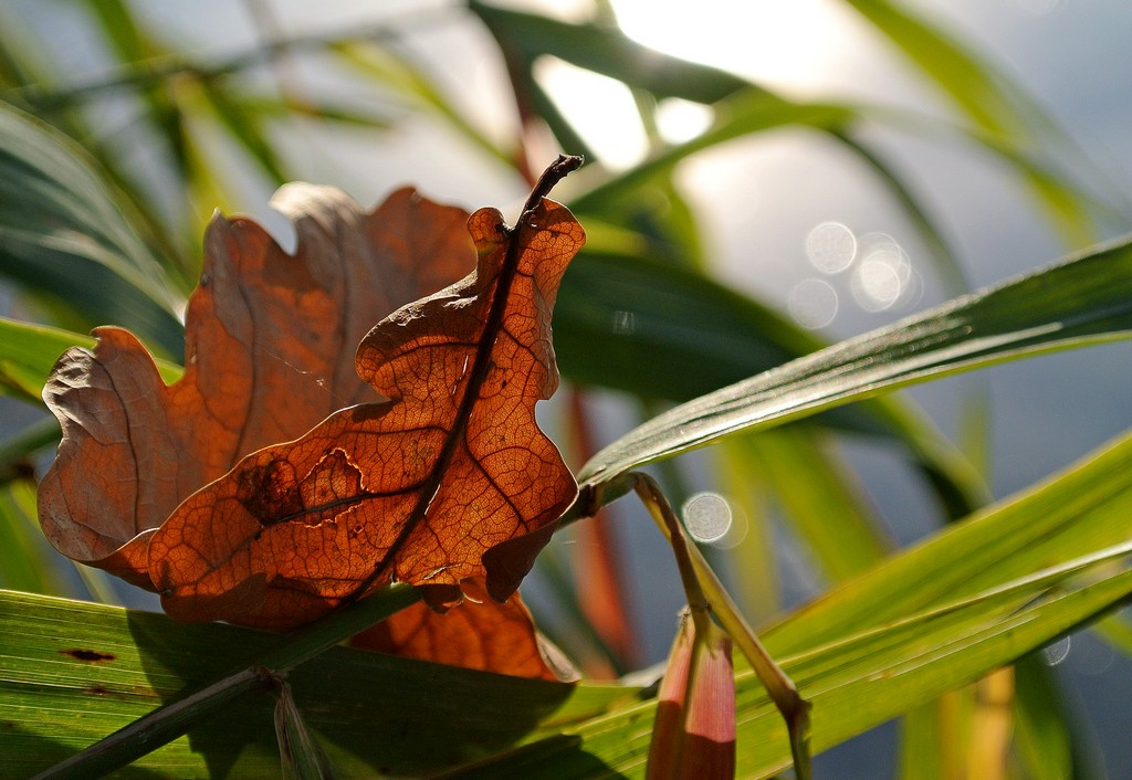 Gefallenes Blatt 3