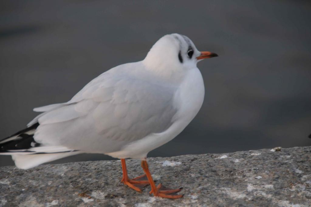 Geflügel2