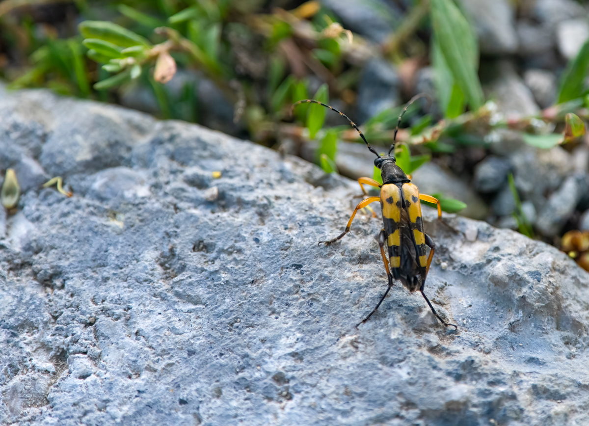 GefleckterSchmalbock.jpg