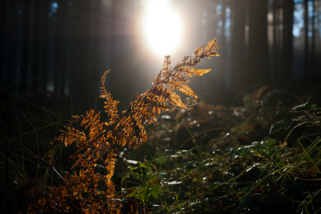 Gegenlicht im Wald