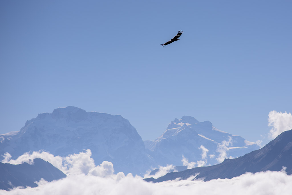Geier Himalaya klein