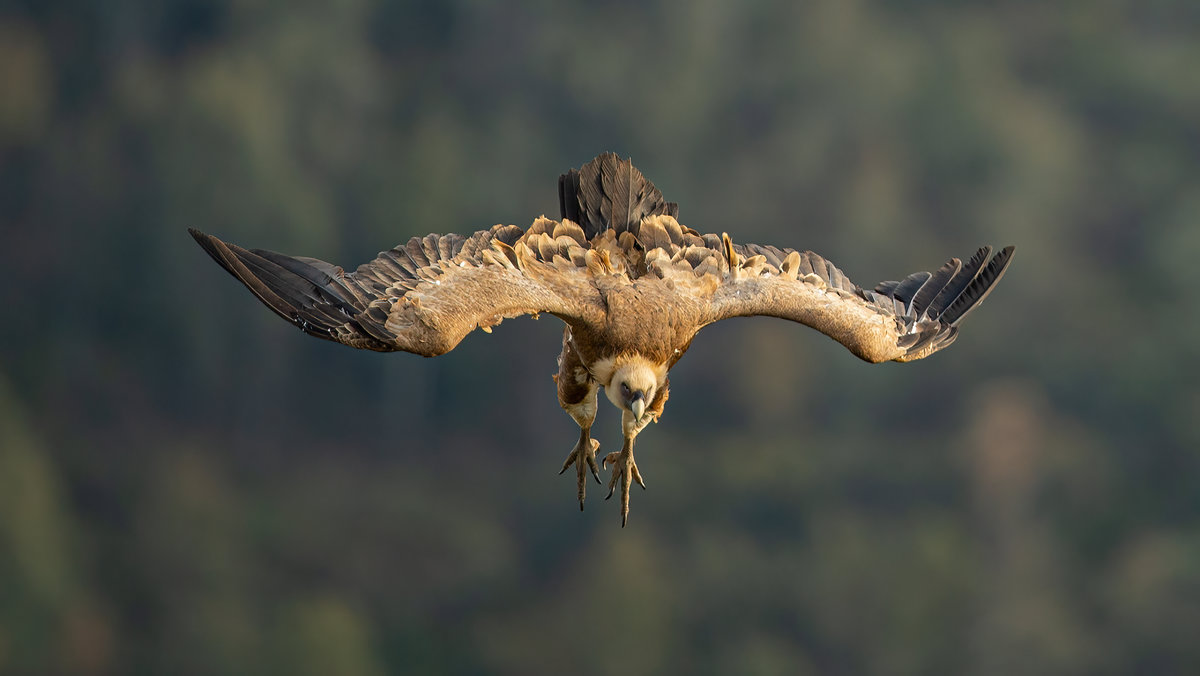 Geier Sturzflug
